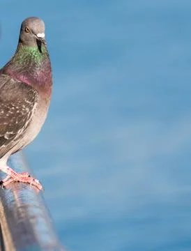 Pigeon Perched Stock Photos