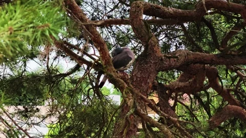 Pigeon perched on pine branch beneath dense conifer canopy in sunlit urban 스톡 동영상 343644174