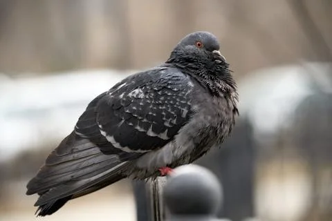 A pigeon is perched on a pole Stock Photos