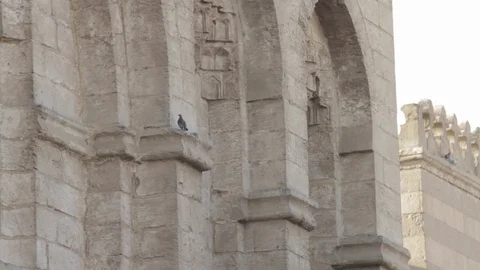 Pigeon perched on a stone column Egypt Video stock 90887146