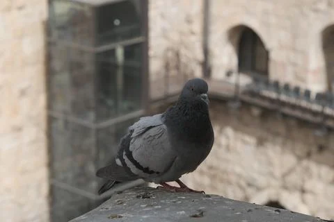Pigeon Perched on Stone Ledge Stock Photos