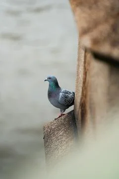 Pigeon Perched on Stone Riverside Ledge Stock Photos