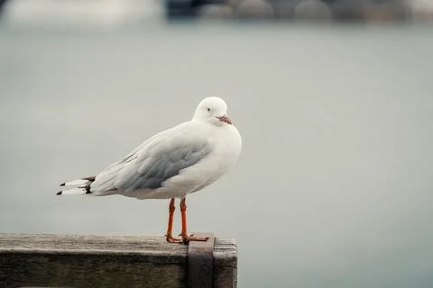 Pigeon Perched on a Table at Barangaroo, Sydney Stock Photos
