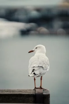 Pigeon Perched on a Table at Barangaroo, Sydney Stock Photos