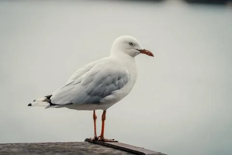 Pigeon Perched on a Table at Barangaroo, Sydney Stock Photos