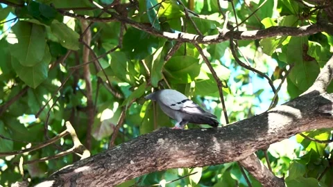 Pigeon perched on tree branch Stock Footage 325441139