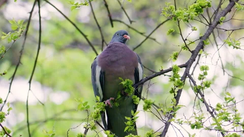 A pigeon perched on a tree branch with fresh green leaves, captured in a natural Stockbeeldmateriaal 335377519