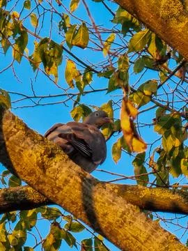 A pigeon is perched on a tree branch Stock Photos