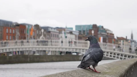 Pigeon perched on wall in front of defocused Ha'penny Bridge in Dublin Stock Footage 95114318