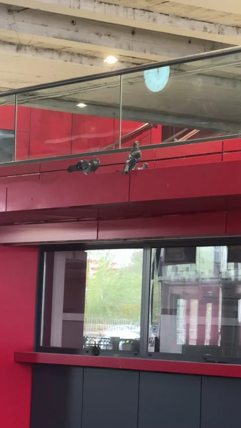 A pigeon perches on a rusty pipe inside an industrial-style concrete structure.  Stock Footage 319437044