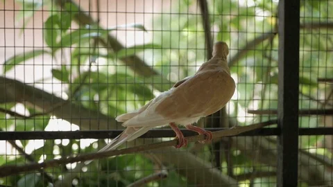 A pigeon perches on a stick inside an aviary Stock Footage 121047891