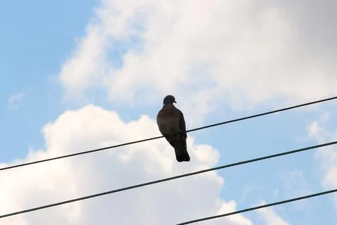 Pigeon perching on the high wire Stock Photos