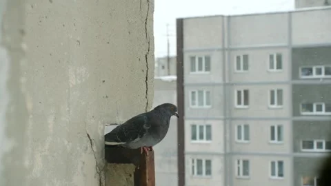 Pigeon perching on a ledge then flying away in an urban winter setting 库存影片 337828456