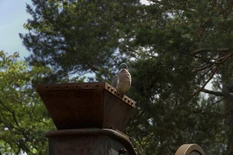 Pigeon perching on rusty industrial structure against trees 스톡 사진