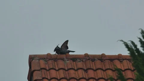 Pigeon perform courtship behavior Stock Footage 102135668