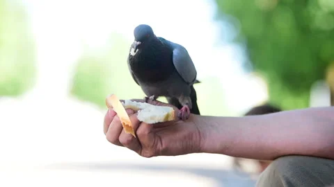 The pigeon is from a person's hand close up Stock Footage 134420116