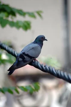 Pigeon Stock Photos