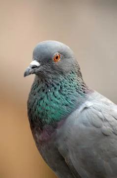 Pigeon Stock Photos
