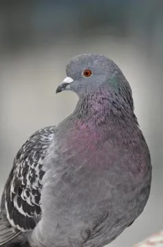 Pigeon Stock Photos