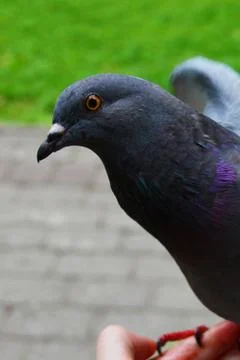 Pigeon Stock Photos