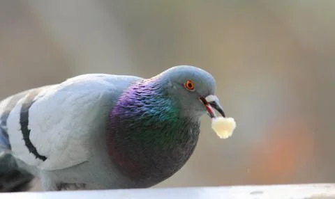 Pigeon Stock Photos