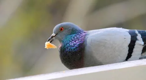 Pigeon Stock Photos