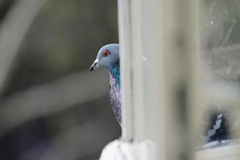 Pigeon Stock Photos