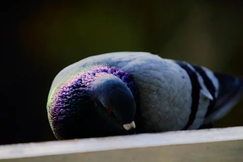 Pigeon Stock Photos