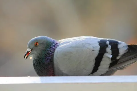Pigeon Stock Photos