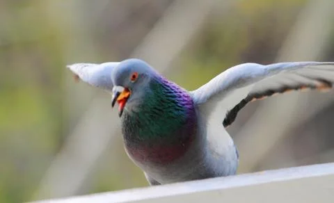 Pigeon Stock Photos