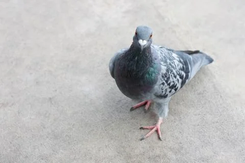 Pigeon Stock Photos