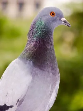Pigeon Stock Photos