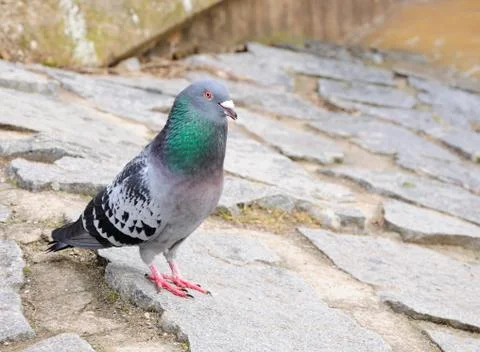 Pigeon Stockfoto's