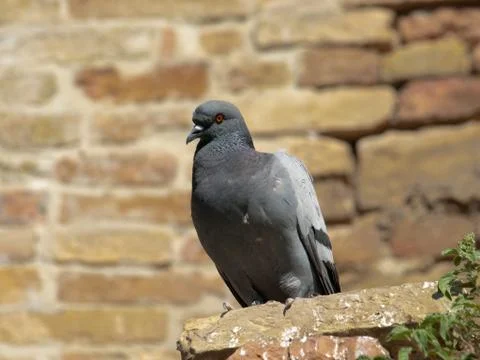 Pigeon Stock-Fotos