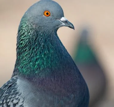 Pigeon Foto stock