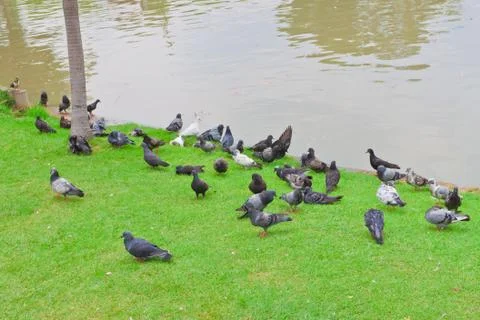 Pigeon Stock Photos