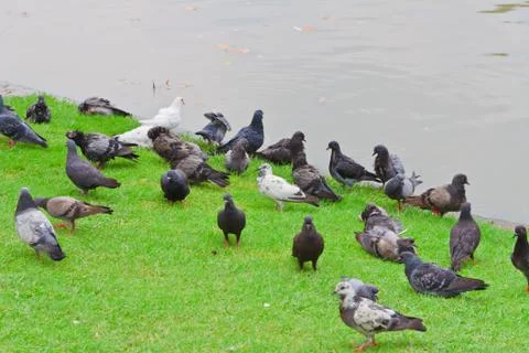 Pigeon Stock Photos
