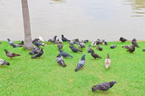 Pigeon Stock Photos