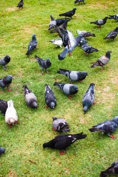 Pigeon Stock Photos