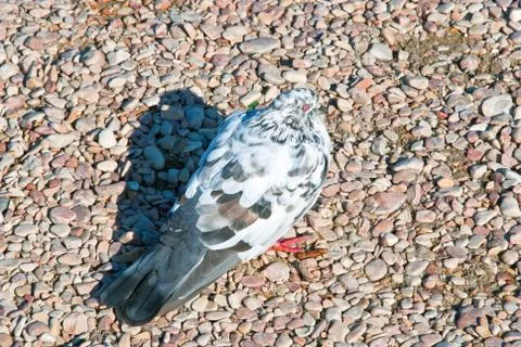 Pigeon Stock Photos