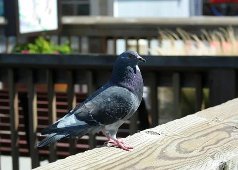 Pigeon Stock Photos