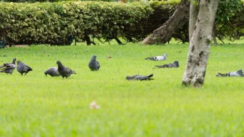 Pigeon Stock Photos