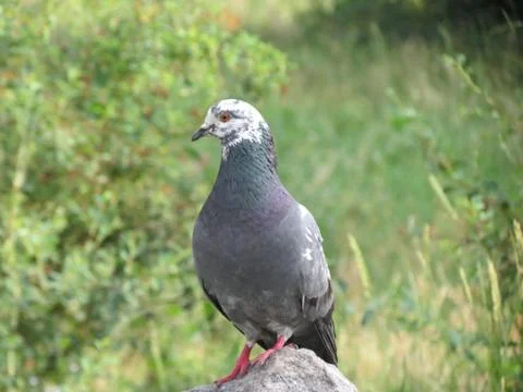 Pigeon Stock Photos
