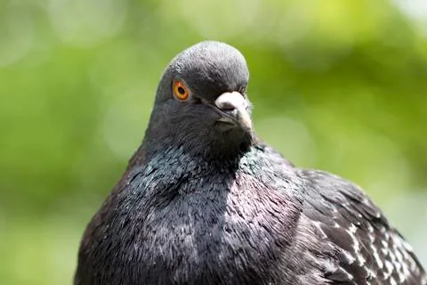 Pigeon Фото