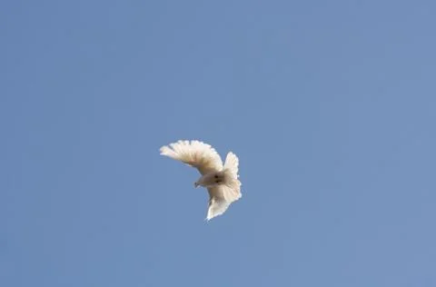 Pigeon Stock Photos