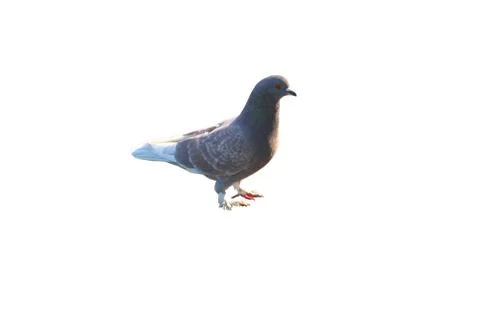 Pigeon Stock Photos