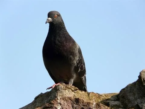 A pigeon Stock Photos