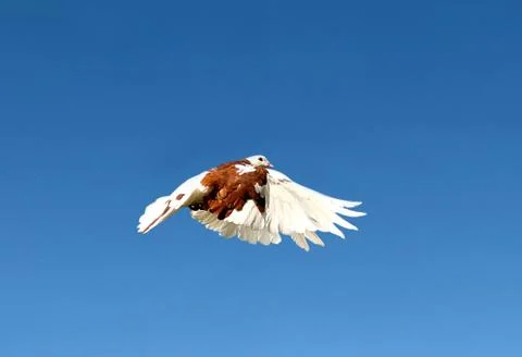 Pigeon Stock Photos