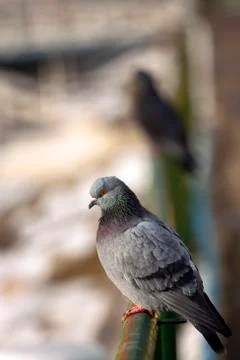 Pigeon Stock Photos