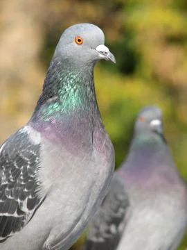 Pigeon Stock Photos